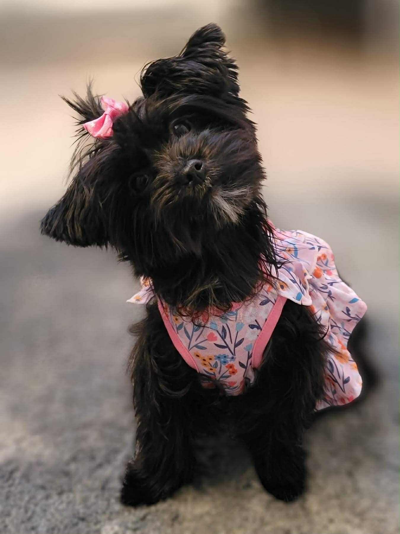 A Voss Yorkies puppy